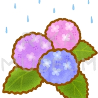 Hydrangea 雨の中で美しく咲く紫陽花のイラスト