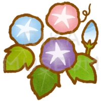 Morning glory 可愛らしい朝顔のイラスト