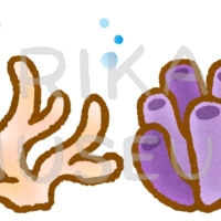 美しい珊瑚のイラスト