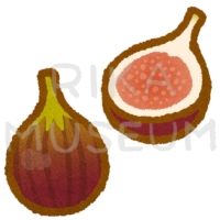 秋の味覚のいちじくのイラスト