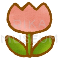 ピンクのチューリップのイラスト