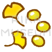 Ginkgo nuts 銀杏のイラスト