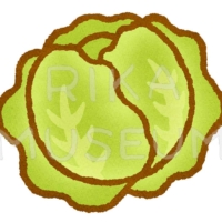 Cabagge キャベツ