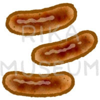 Nuremberger bratwurst ドイツの美味しそうなニュルンベルガーソーセージのイラスト