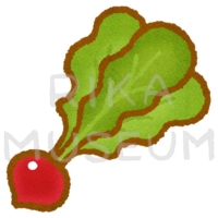 ラディッシュのイラスト
