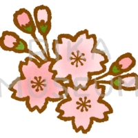 Cherry blossoms 桜の花と蕾のイラスト