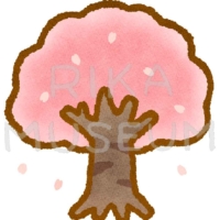 A cherry tree 満開の桜のイラスト