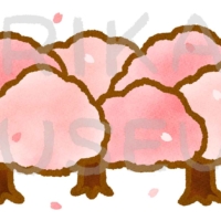 Fully bloomed cherry blossoms 満開の桜のイラスト