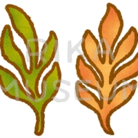 海藻のイラスト