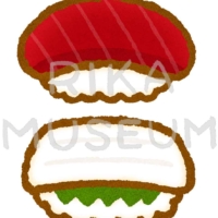 Tuna and squid まぐろとイカの寿司のイラスト