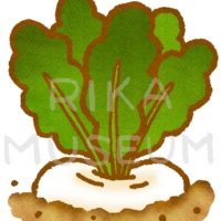 ロシア民話の大きな蕪のイラスト