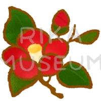 Camellia 冬の代表花、椿のイラスト