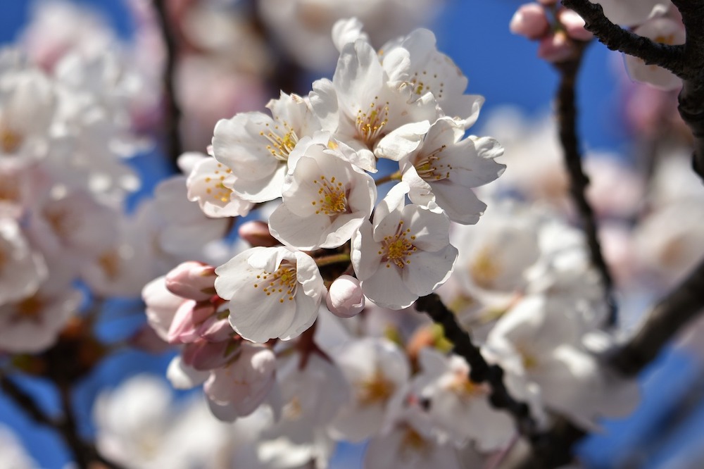 英語で説明する お花見と桜 Rika Museum